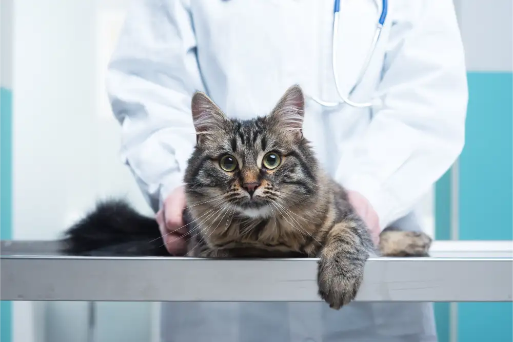 Cat On Vet Table