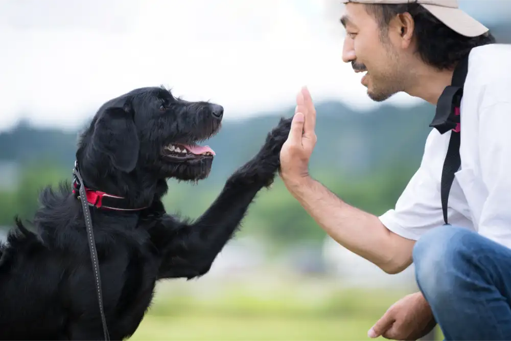 From the Backyard to the Desert Trail: Protecting Buckeye Pets from Fleas, Ticks, Mosquitoes, and Heartworms