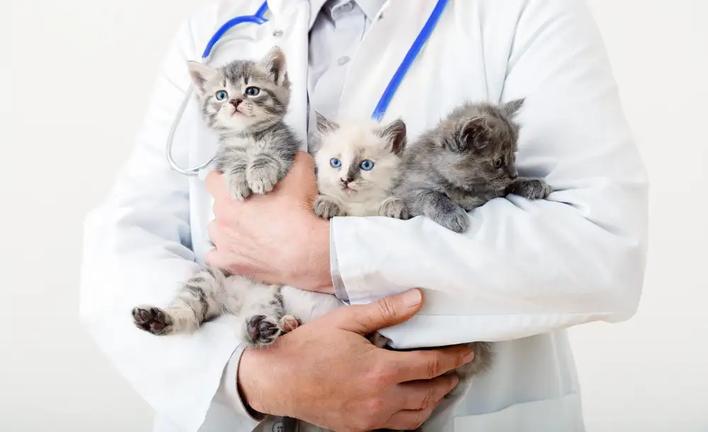 Welcome to West Buckeye Veterinary Hospital: Compassionate Veterinary Care for Pets in Buckeye, AZ