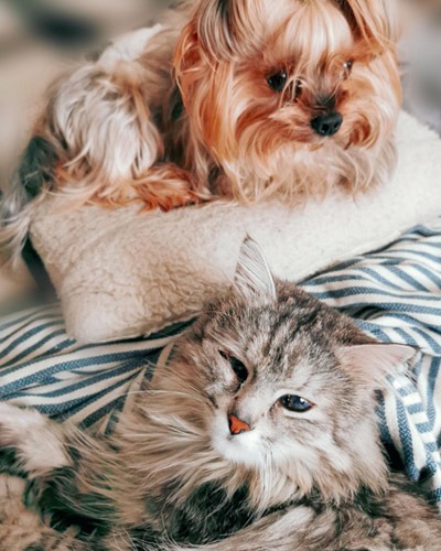 Dog and cat at West Buckeye Veterinary Hospital