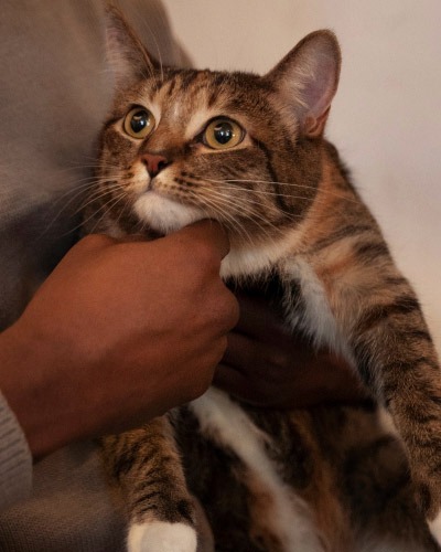 Cat during a veterinary wellness exam at West Buckeye Veterinary Hospital