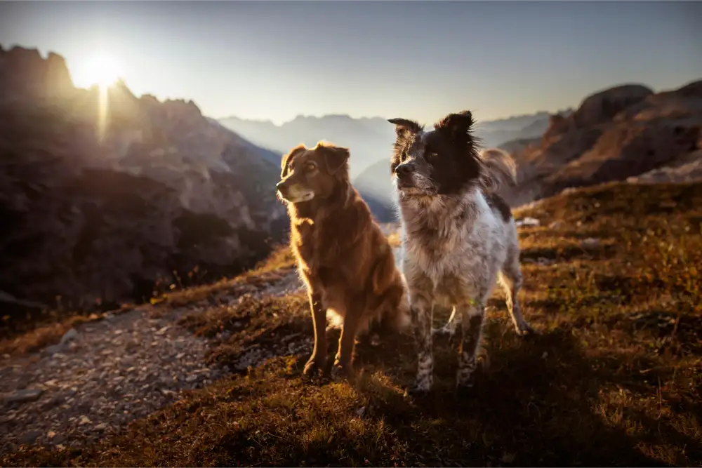 Two Dogs Hiking in Arizona